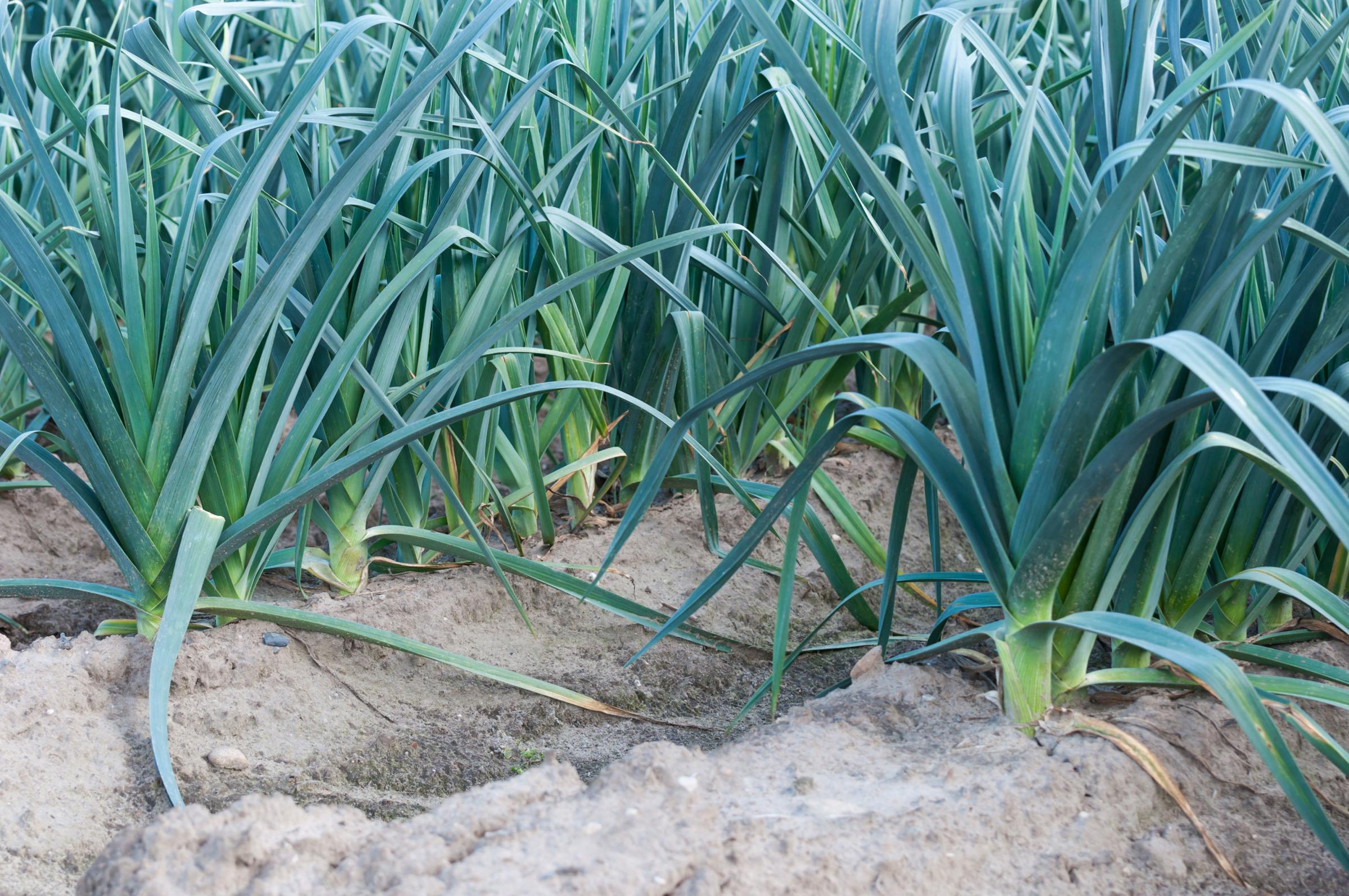 Undated Handout Photo of rows of growing leeks. See PA Feature GARDENING Advice Leeks. Picture credit should read: iStock/PA. WARNING: This picture must only be used to accompany PA Feature GARDENING Advice Leeks. 