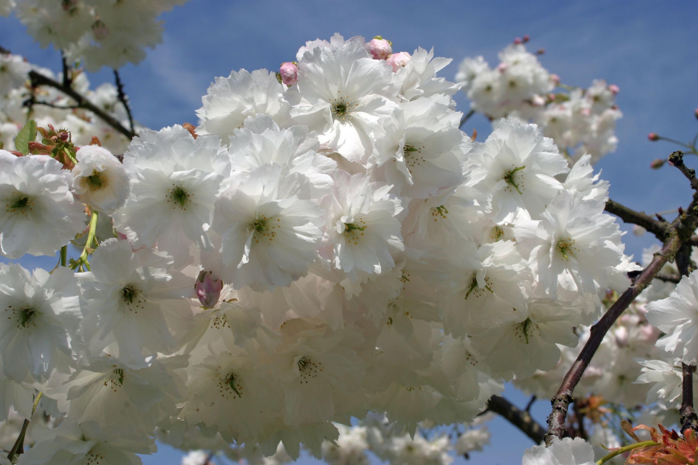 Celebrate Cherry Blossom Season By Planting A Cherry Tree Of Your Own Bracknell News