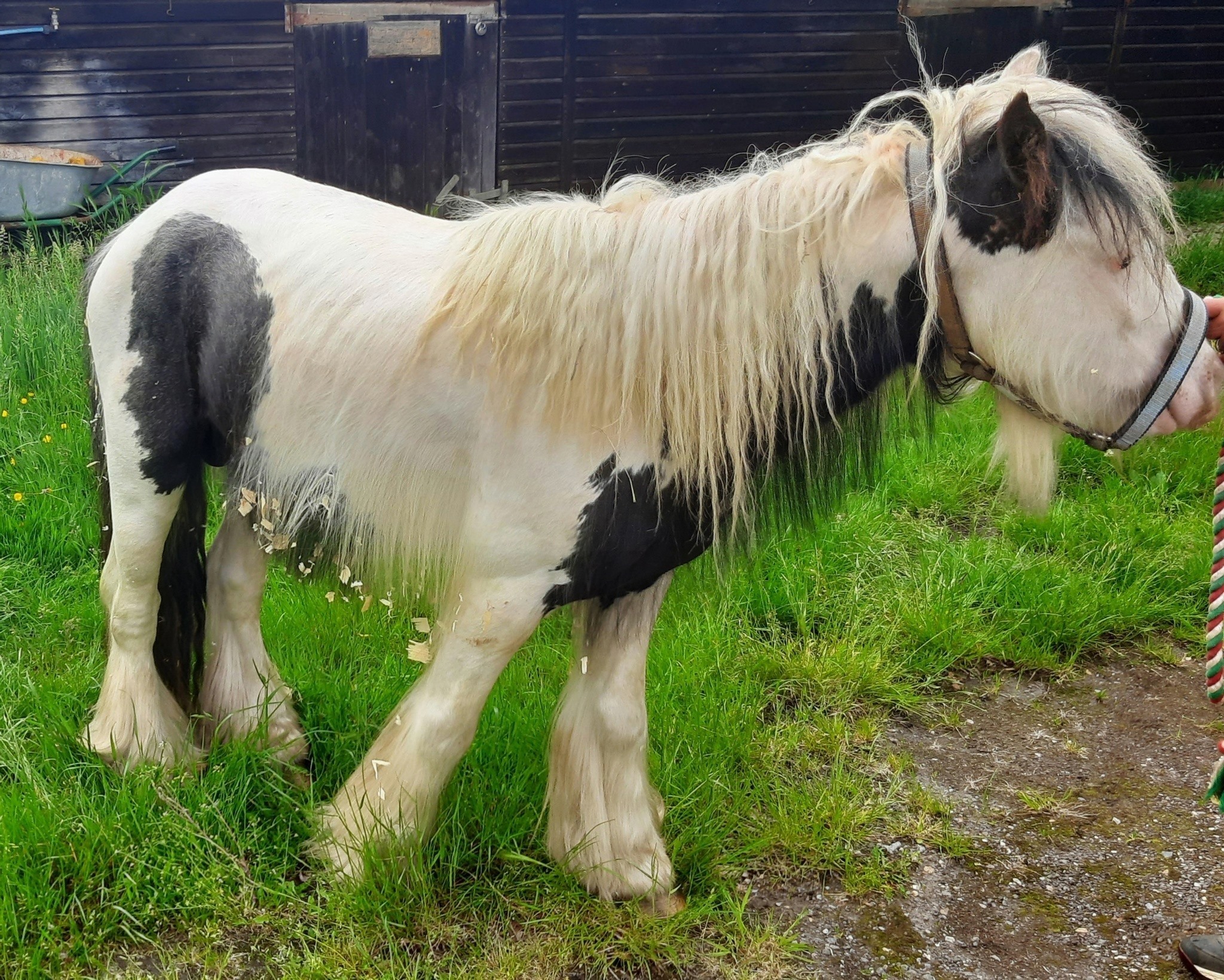 Horse found. Credit: TVP Bracknell and Wokingham